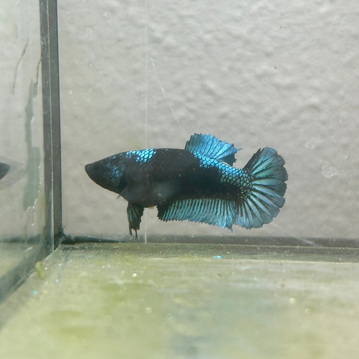 Female Betta Fish Black Light Plakat 052