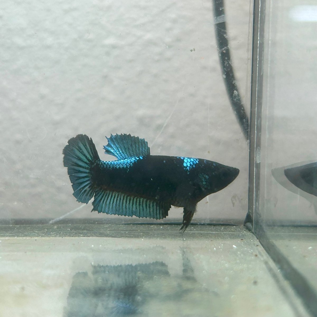 Female Betta Fish Black Light Plakat 052