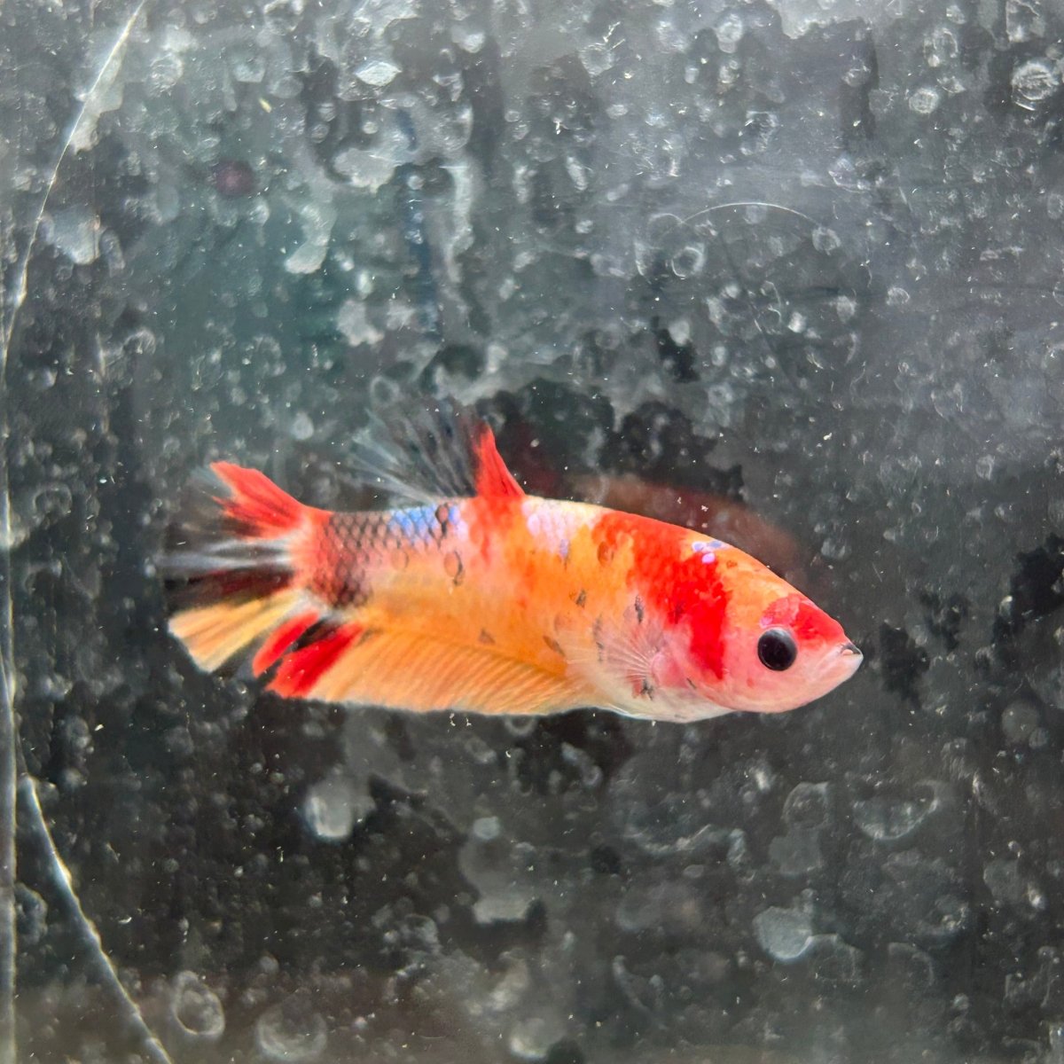 Female Betta Nemo Koi Plakat 017