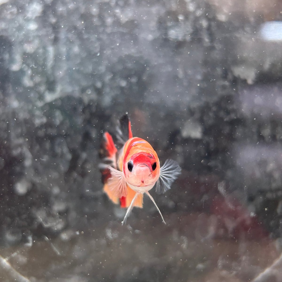 Female Betta Nemo Koi Plakat 017