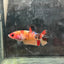 Female Betta Nemo Koi Plakat 017