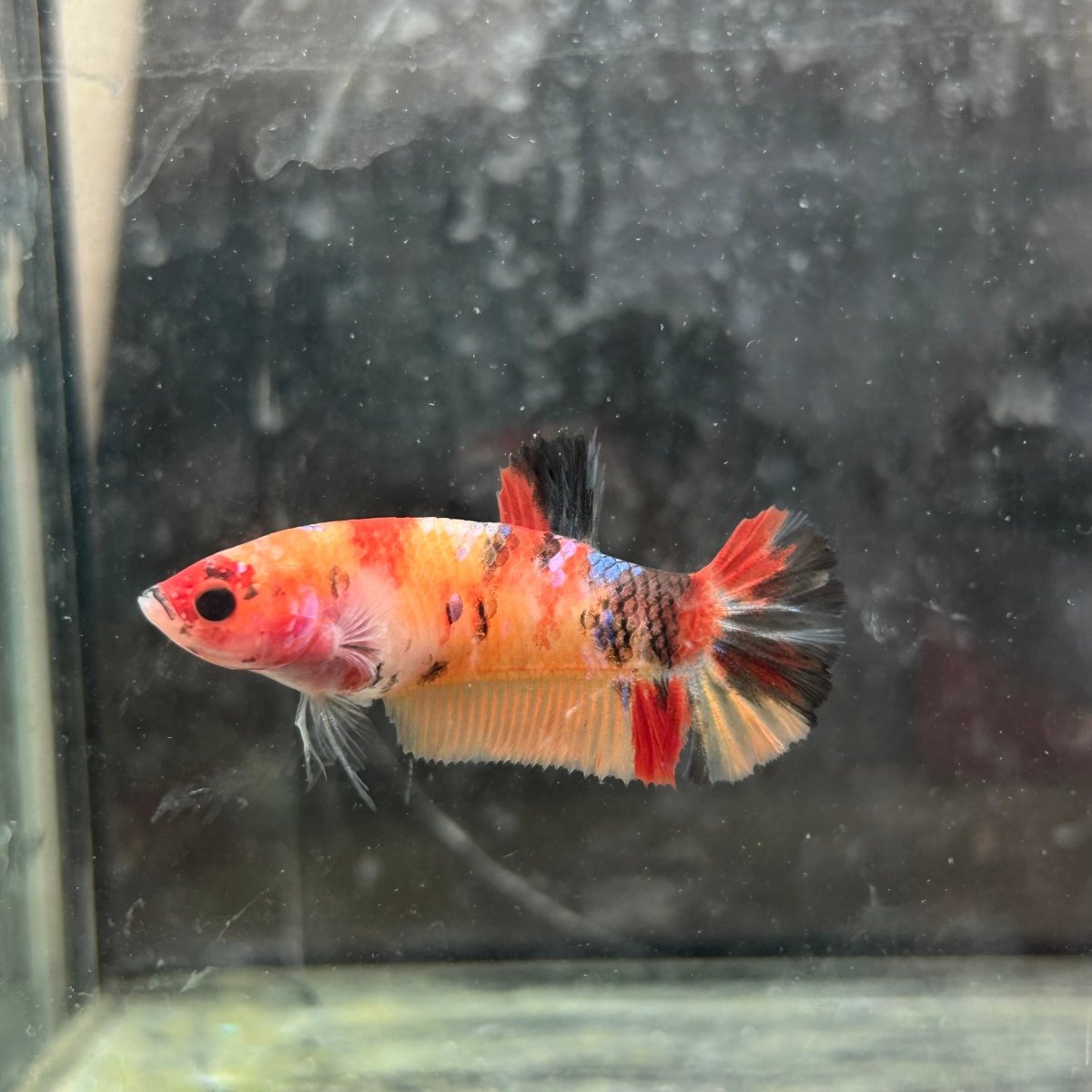 Female Betta Nemo Koi Plakat 017