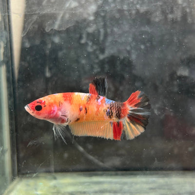Female Betta Nemo Koi Plakat 017