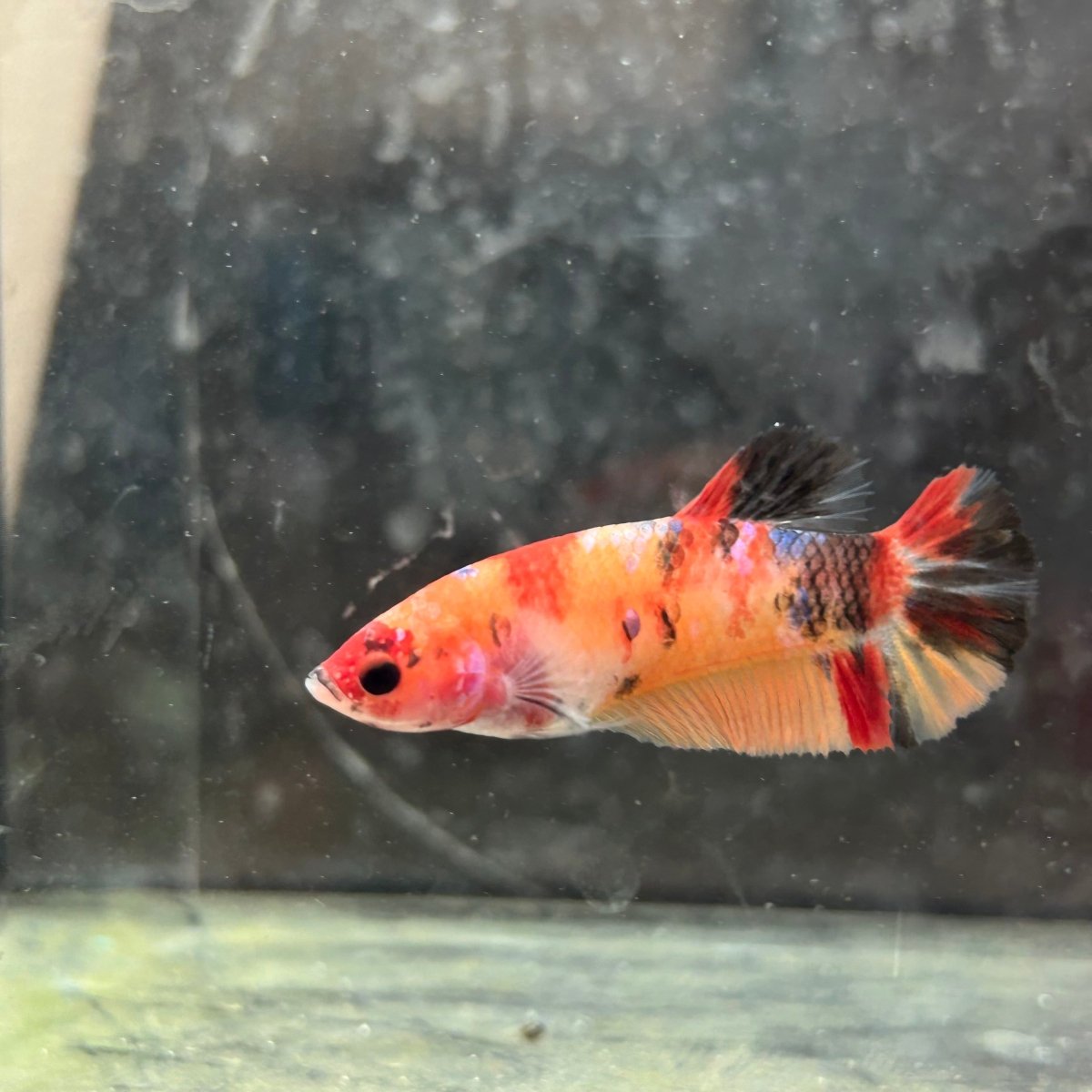 Female Betta Nemo Koi Plakat 017