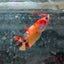 Female Betta Nemo Koi Plakat 017