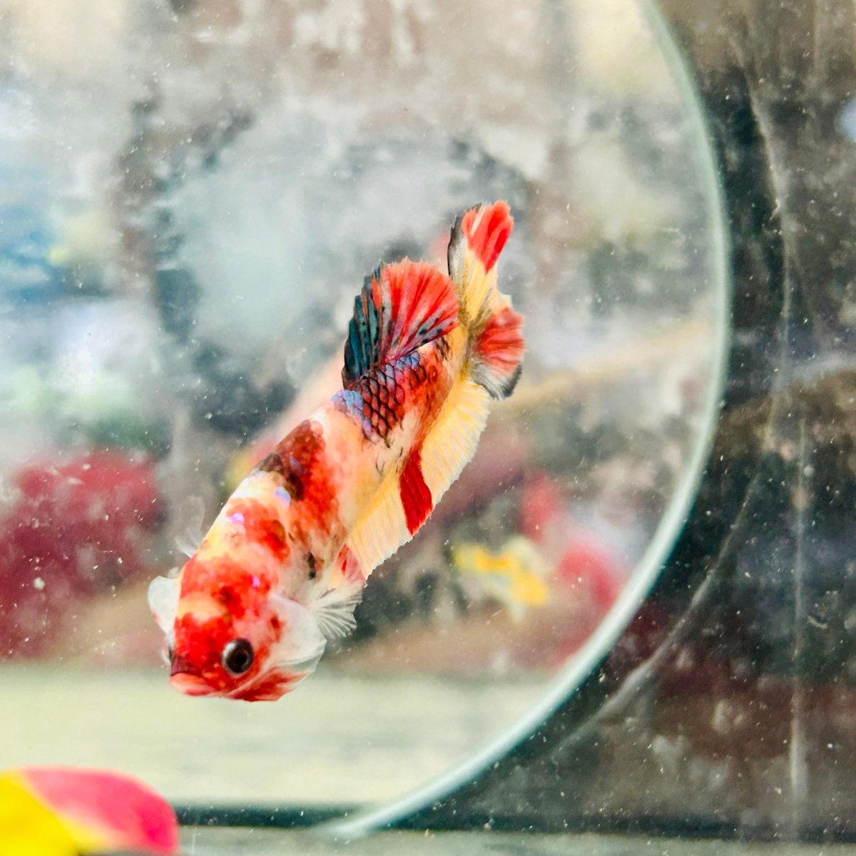 Female Betta Nemo Koi Plakat 173