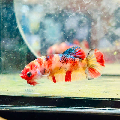 Female Betta Nemo Koi Plakat 173