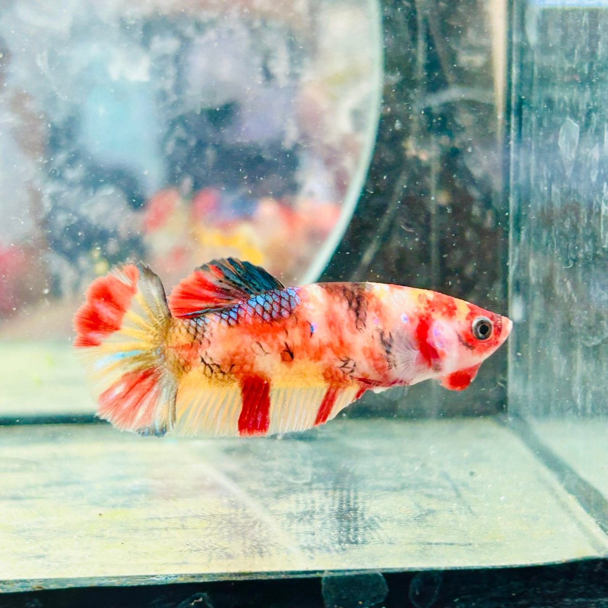 Female Betta Nemo Koi Plakat 173