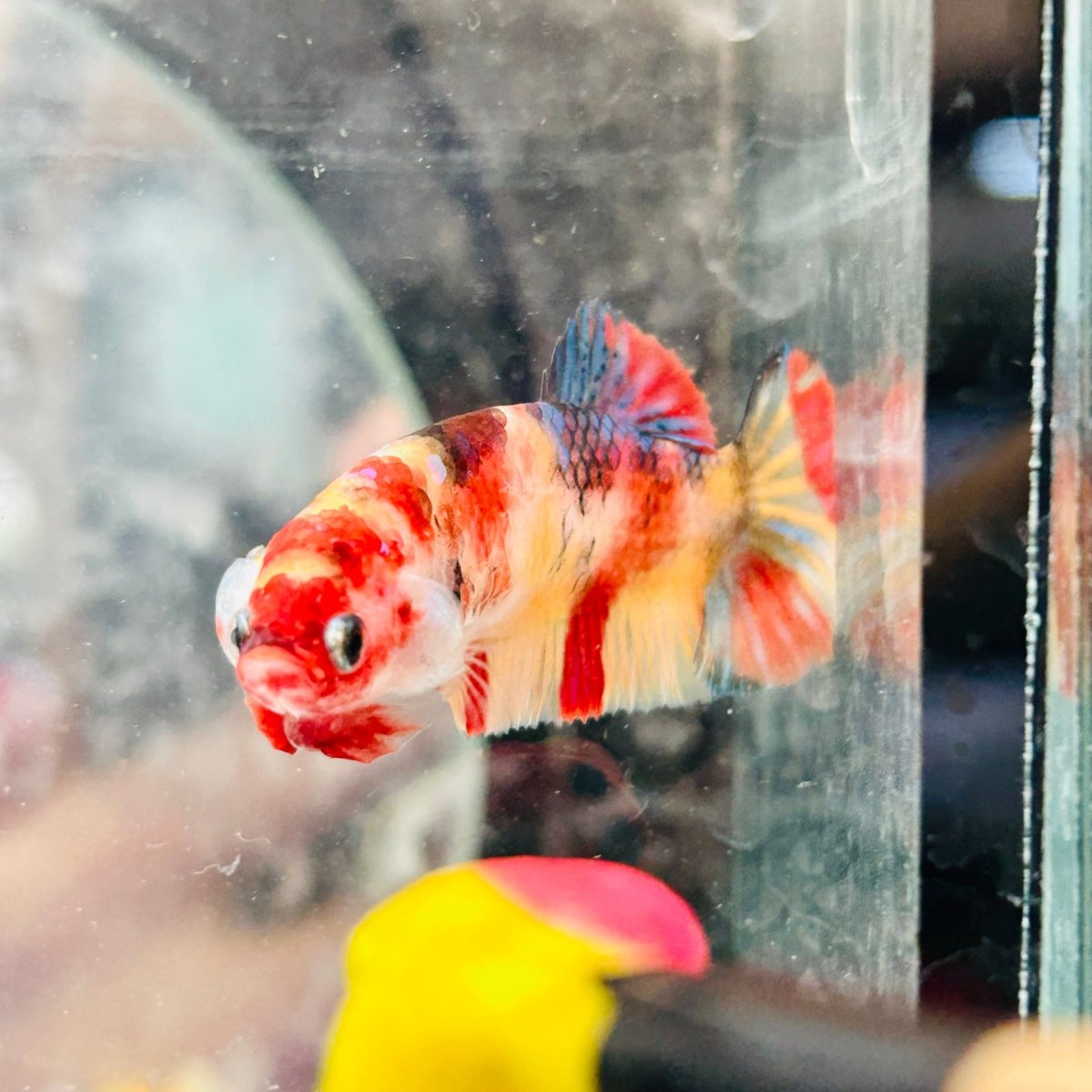 Female Betta Nemo Koi Plakat 173