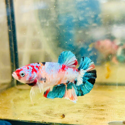Female Betta Nemo Koi Plakat S48
