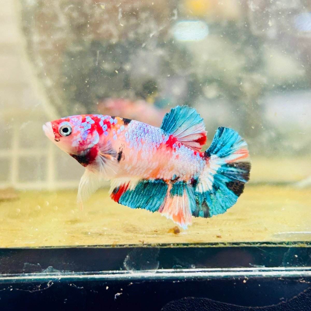 Female Betta Nemo Koi Plakat S48