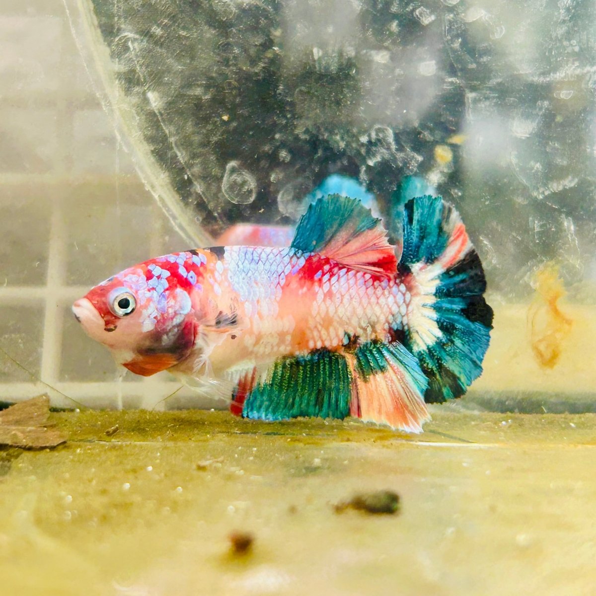 Female Betta Nemo Koi Plakat S48
