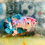 Female Betta Nemo Koi Plakat S48