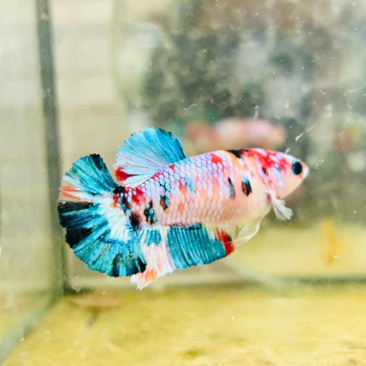 Female Betta Nemo Koi Plakat S48