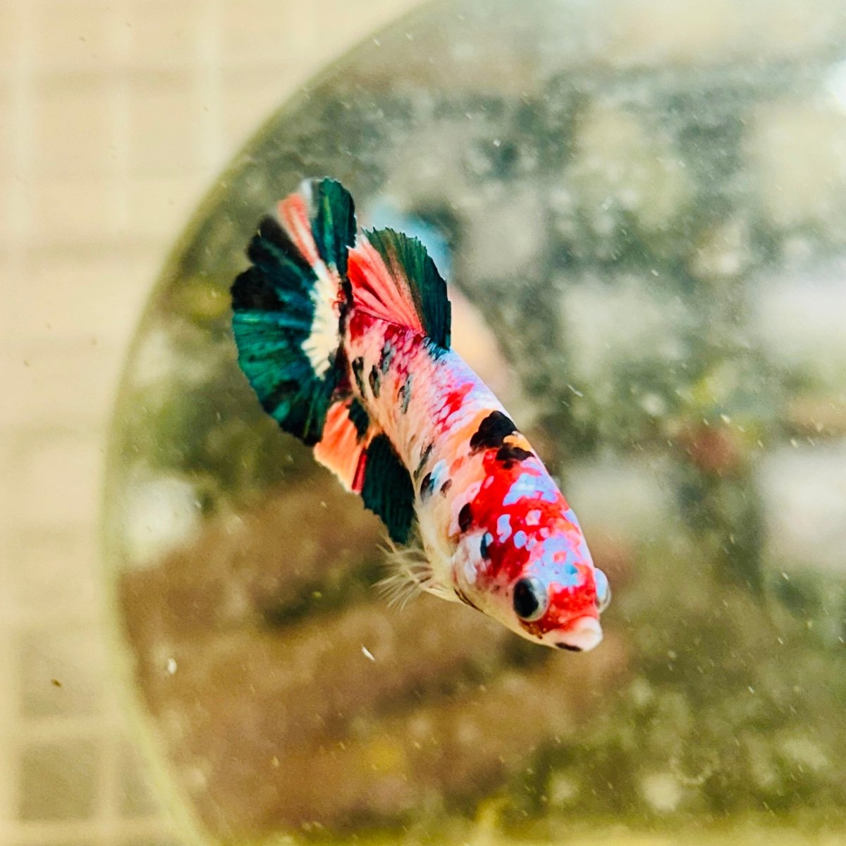 Female Betta Nemo Koi Plakat S48