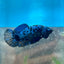 Female Betta Plakat Avarta Blue 149