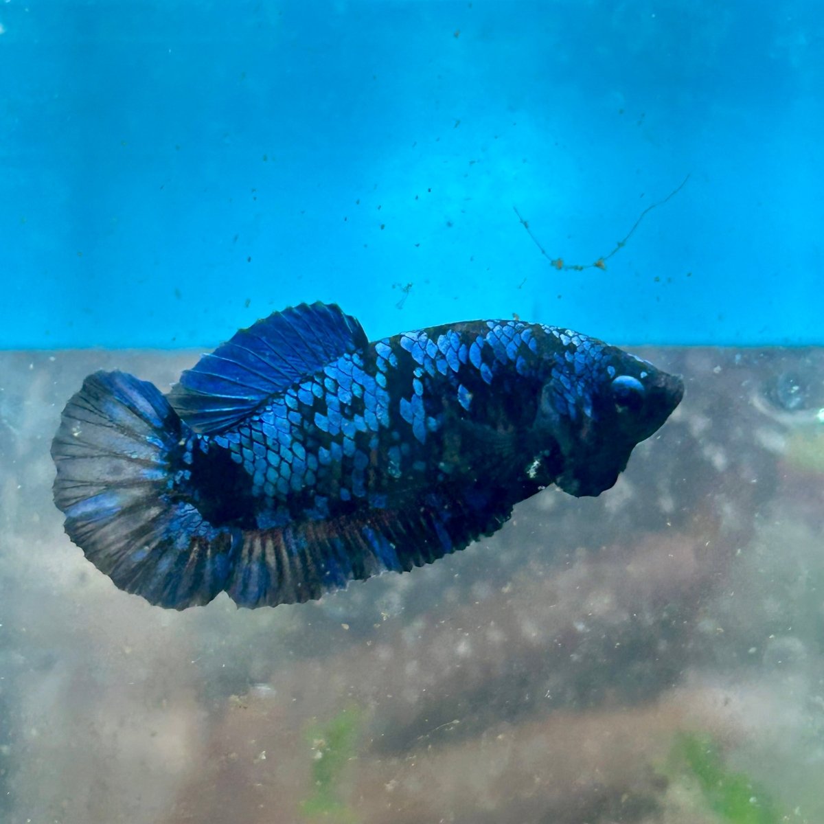 Female Betta Plakat Avarta Blue 149