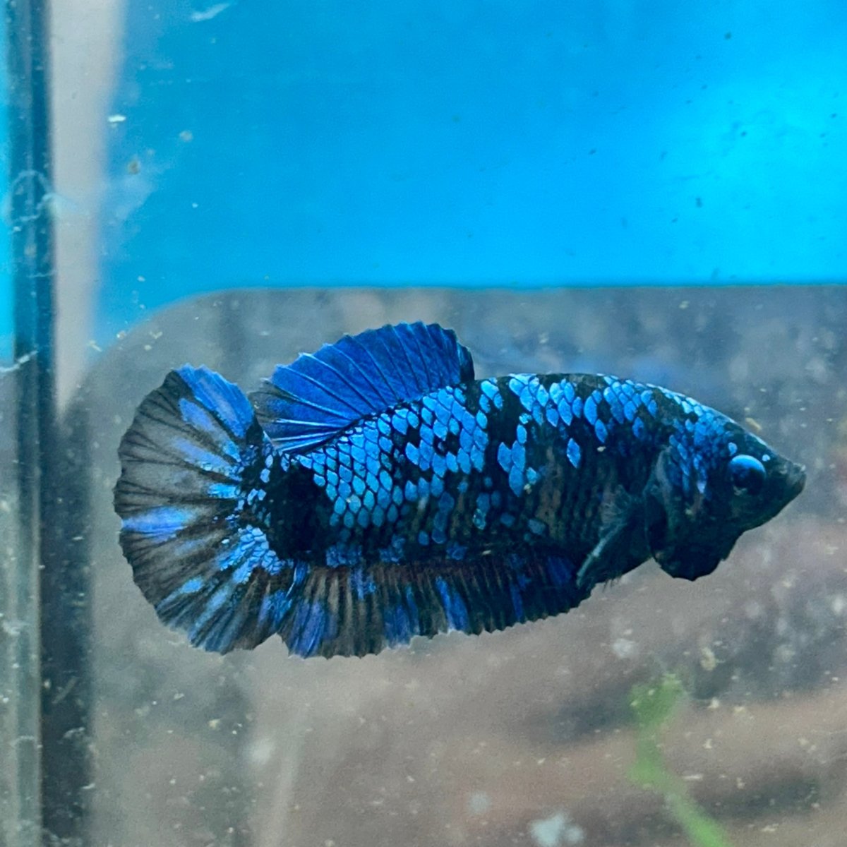 Female Betta Plakat Avarta Blue 149