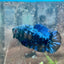 Female Betta Plakat Avarta Blue 149