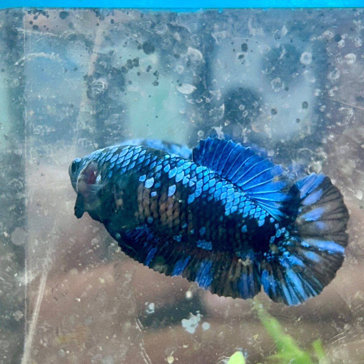 Female Betta Plakat Avarta Blue 149