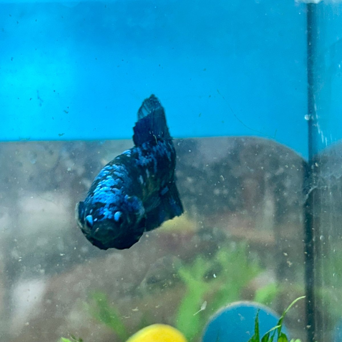 Female Betta Plakat Avarta Blue 149