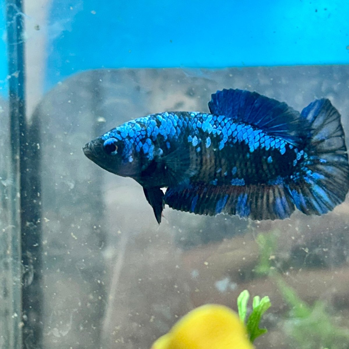 Female Betta Plakat Avarta Blue 149