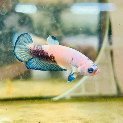 Female Betta Plakat Blue Rim 086