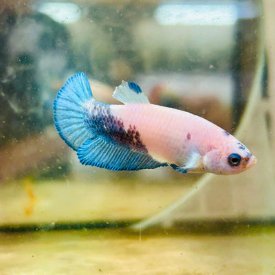 Female Betta Plakat Blue Rim 086