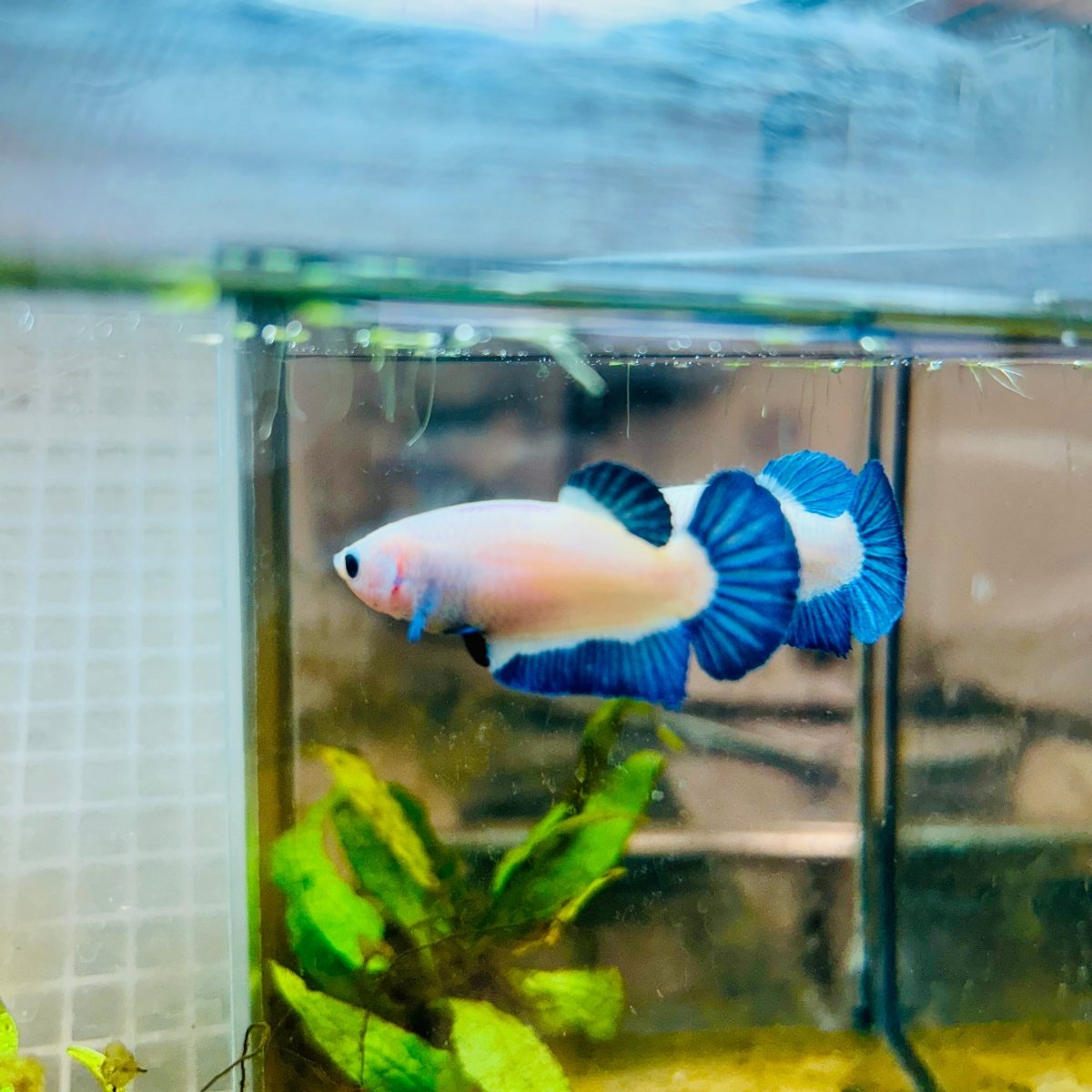 Female Betta Plakat Blue Rim #101