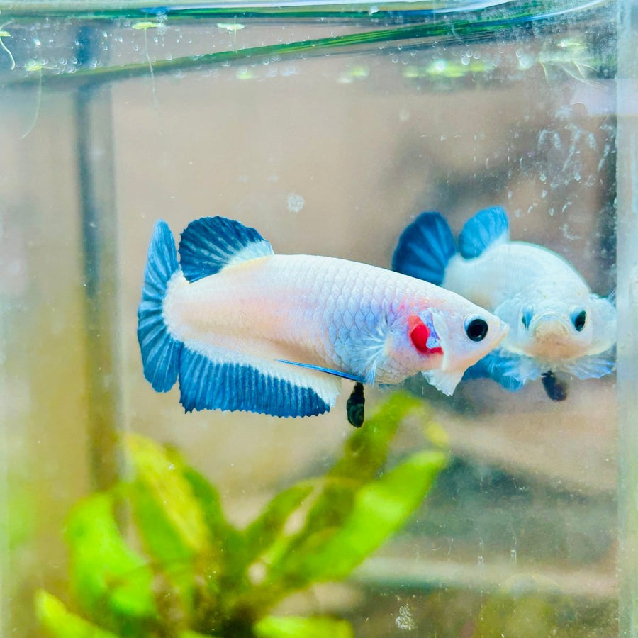 Female Betta Plakat Blue Rim 101 Female betta