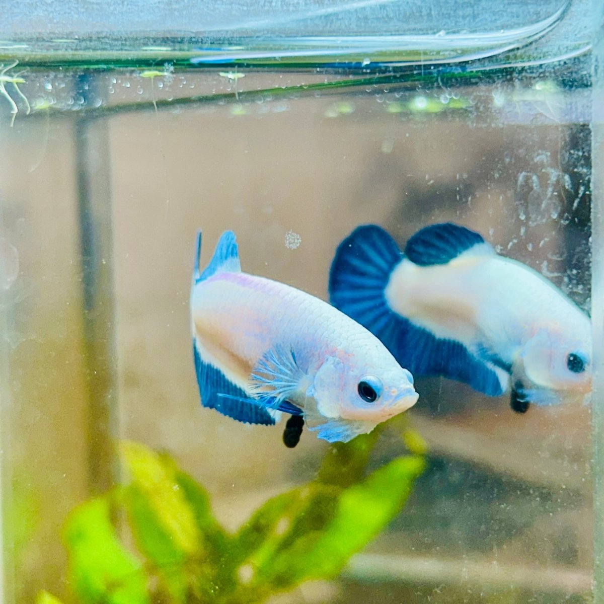Female Betta Plakat Blue Rim #101