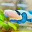 Female Betta Plakat Blue Rim 101 Female betta