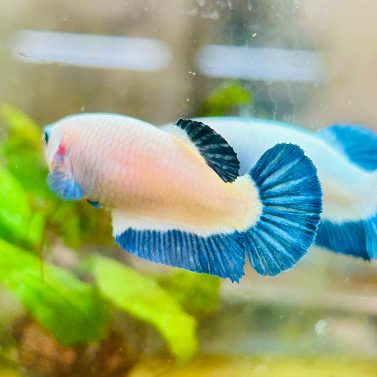Female Betta Plakat Blue Rim #101