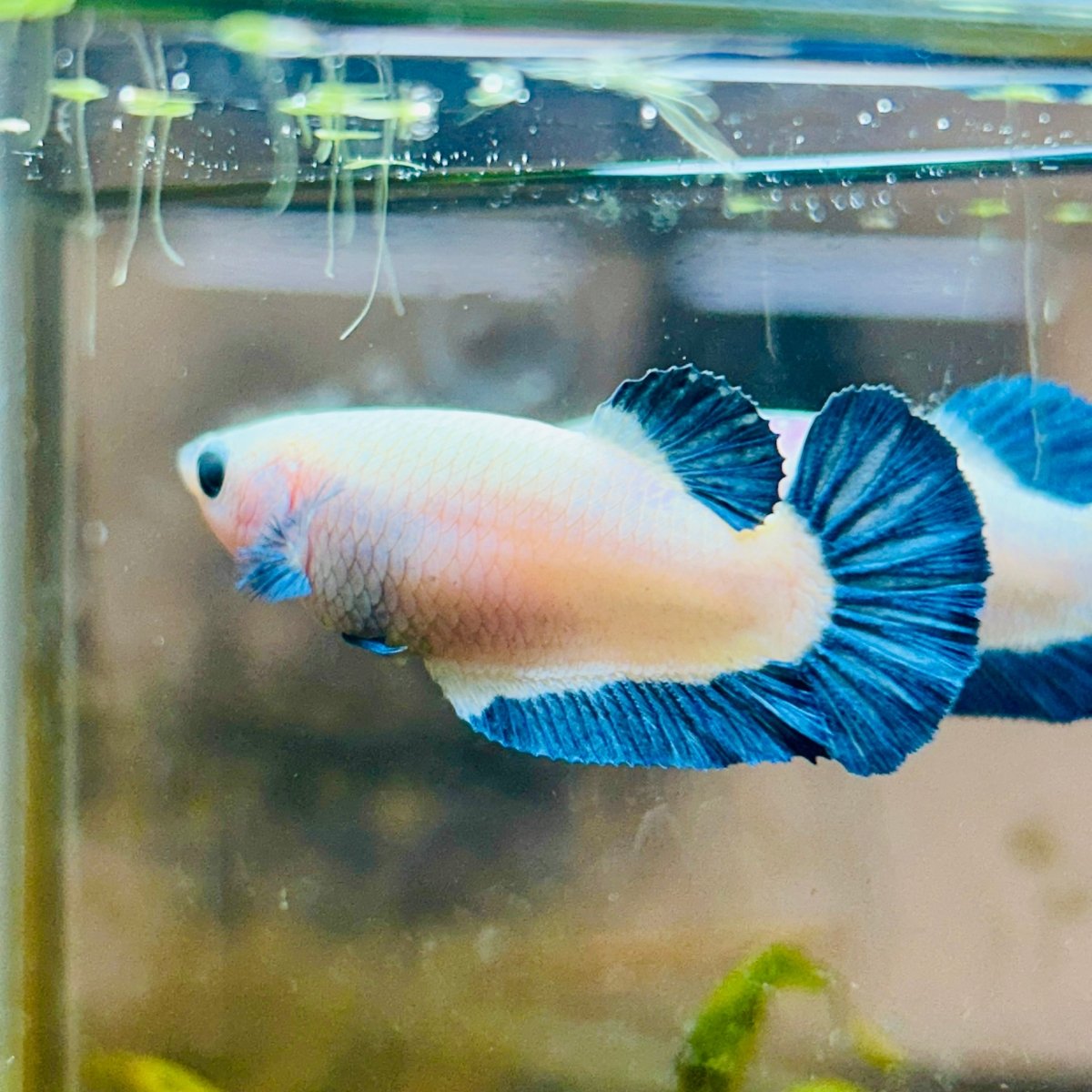 Female Betta Plakat Blue Rim #101