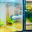 Female Betta Plakat Blue Rim 101 Female betta