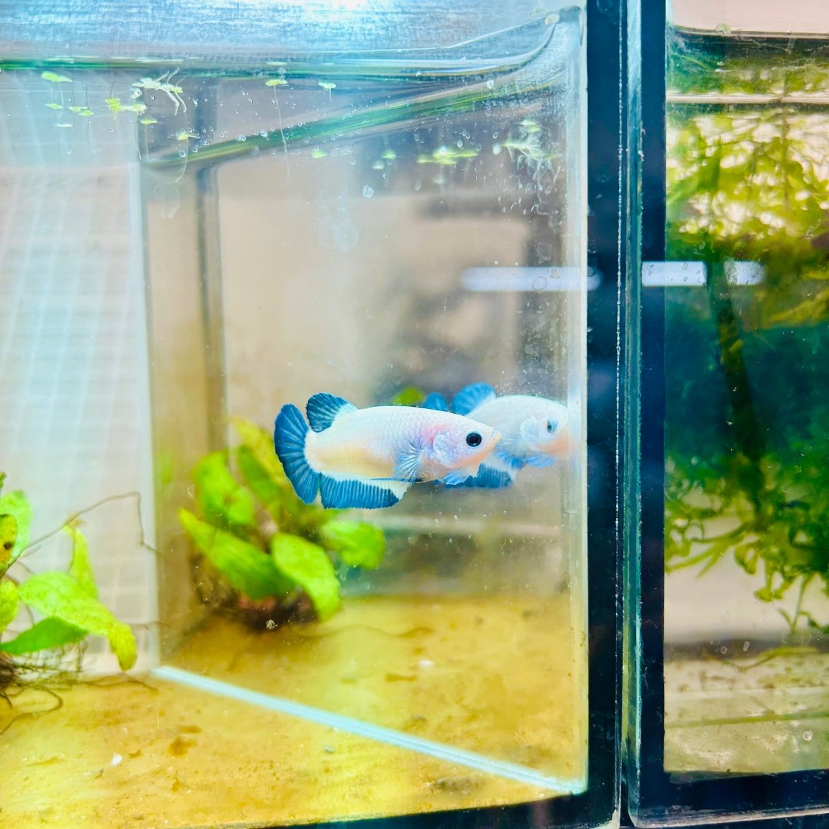 Female Betta Plakat Blue Rim #101