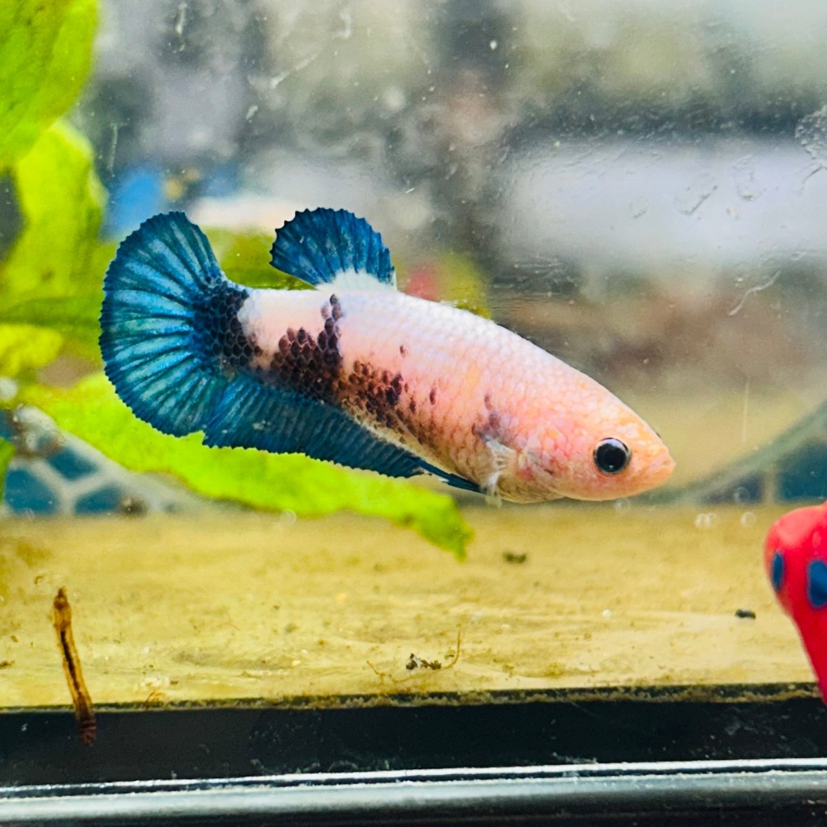 Female Betta Plakat Blue Rim #103
