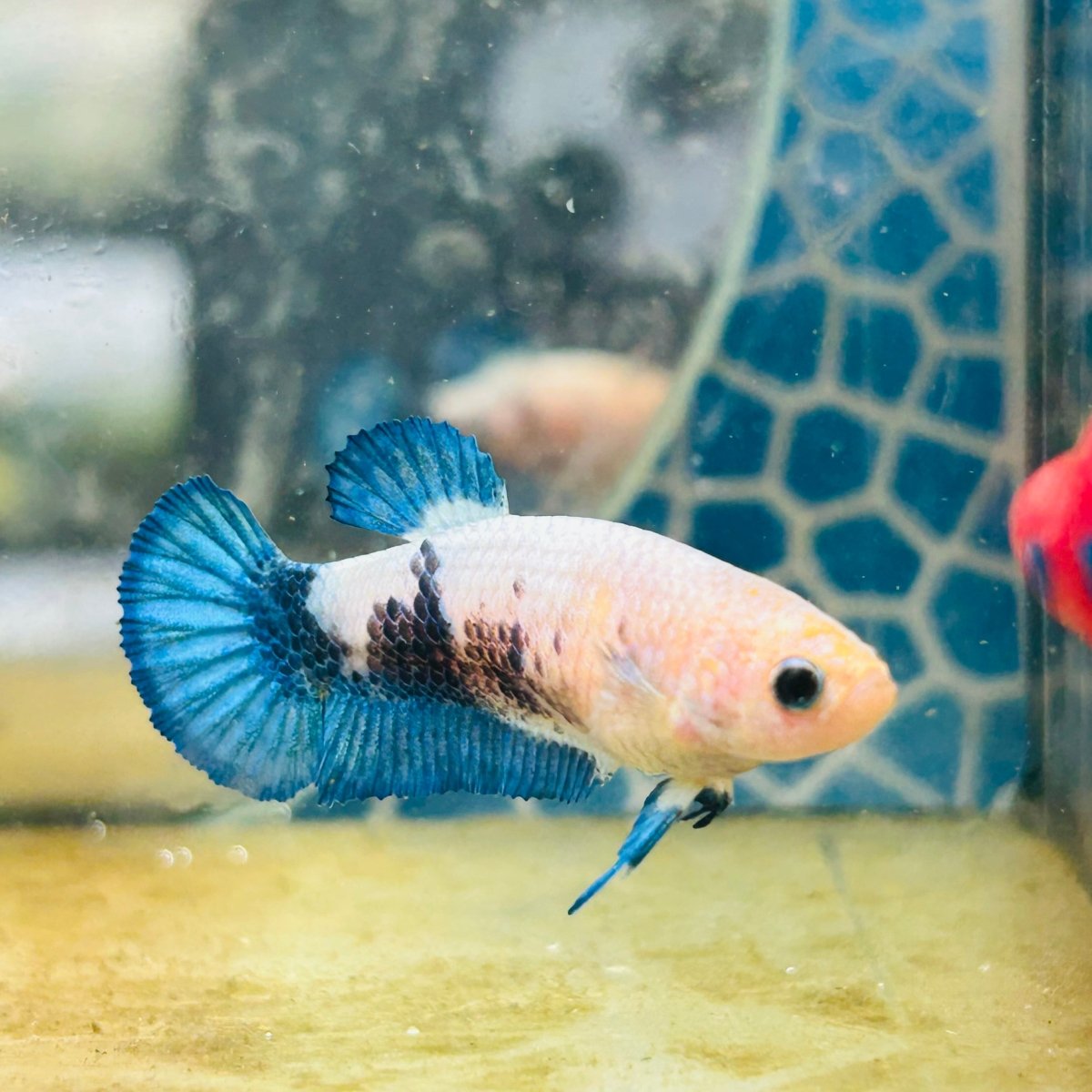 Female Betta Plakat Blue Rim #103