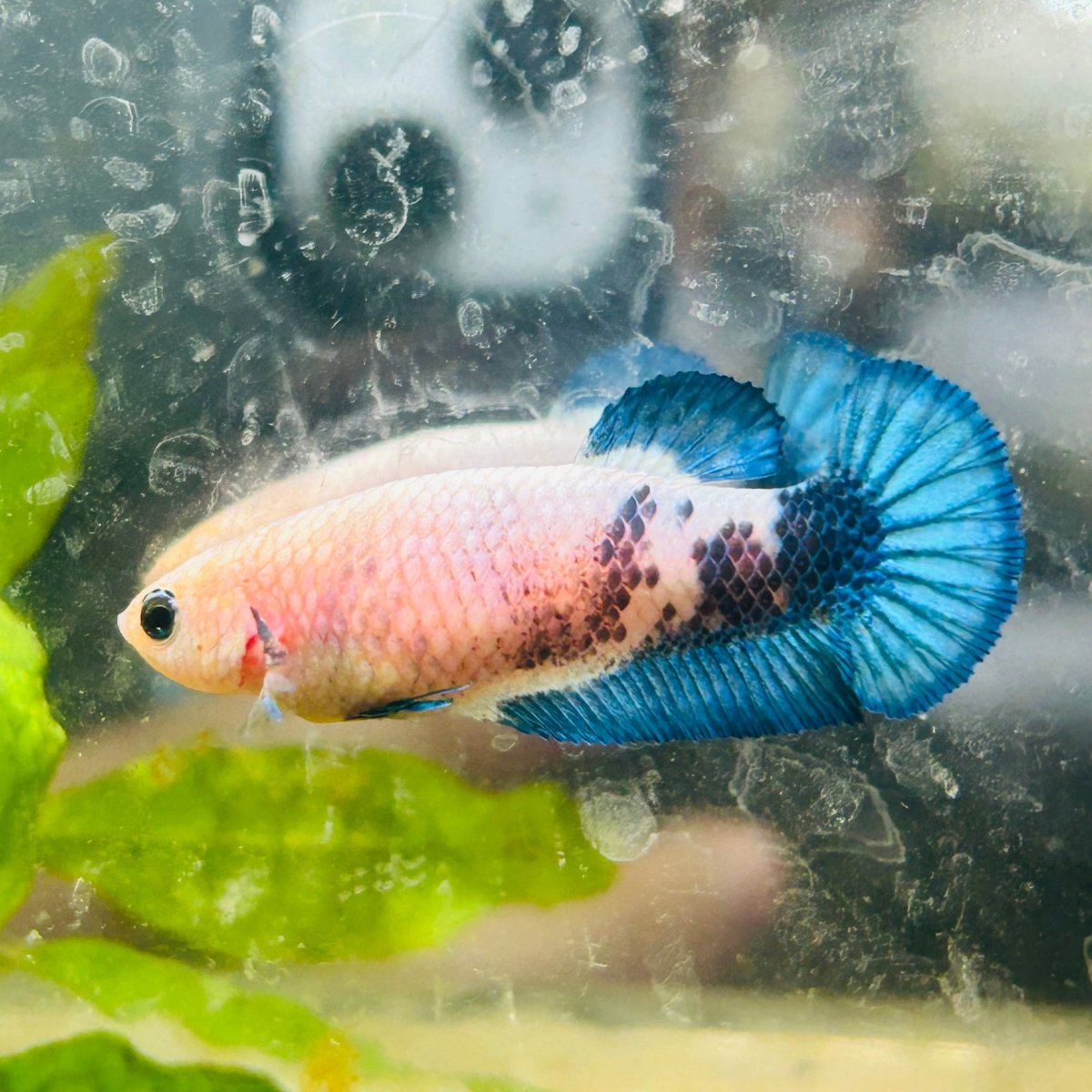 Female Betta Plakat Blue Rim 103