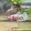 Female Betta Plakat Koi Red Snow 035