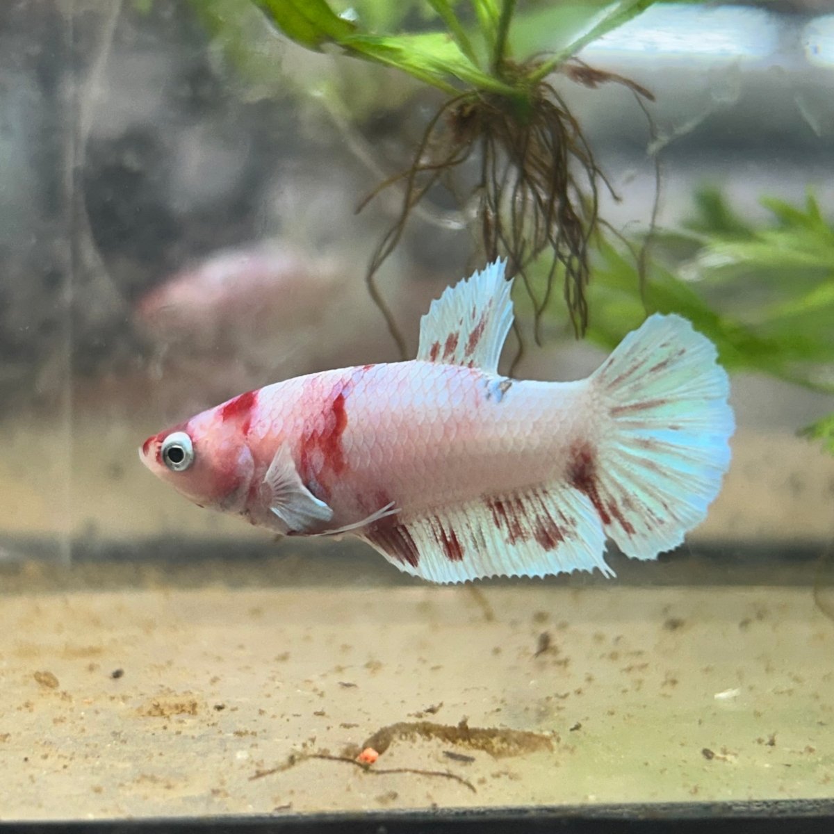 Female Betta Plakat Koi Red Snow 035