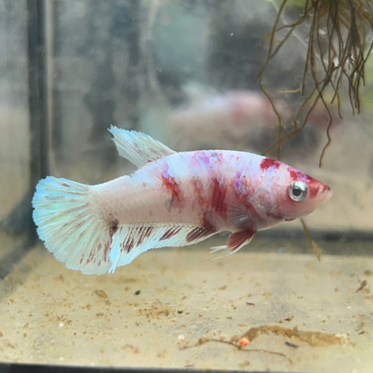 Female Betta Plakat Koi Red Snow 035