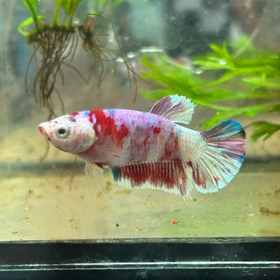 Female Betta Plakat Koi Red Snow 070