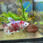 Female Betta Plakat Koi Red Snow 070