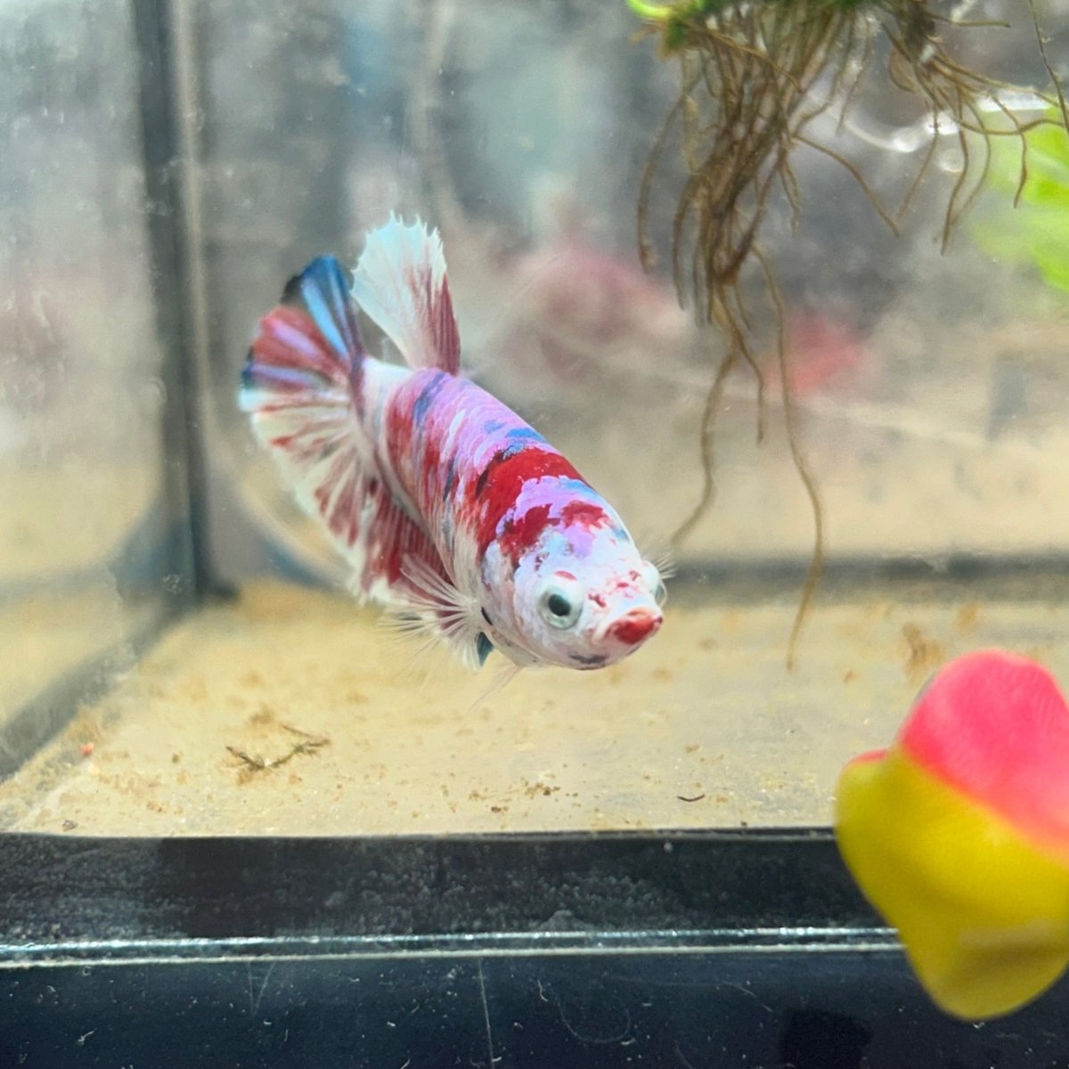 Female Betta Plakat Koi Red Snow 070