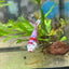 Female Betta Plakat Koi Red Snow 070