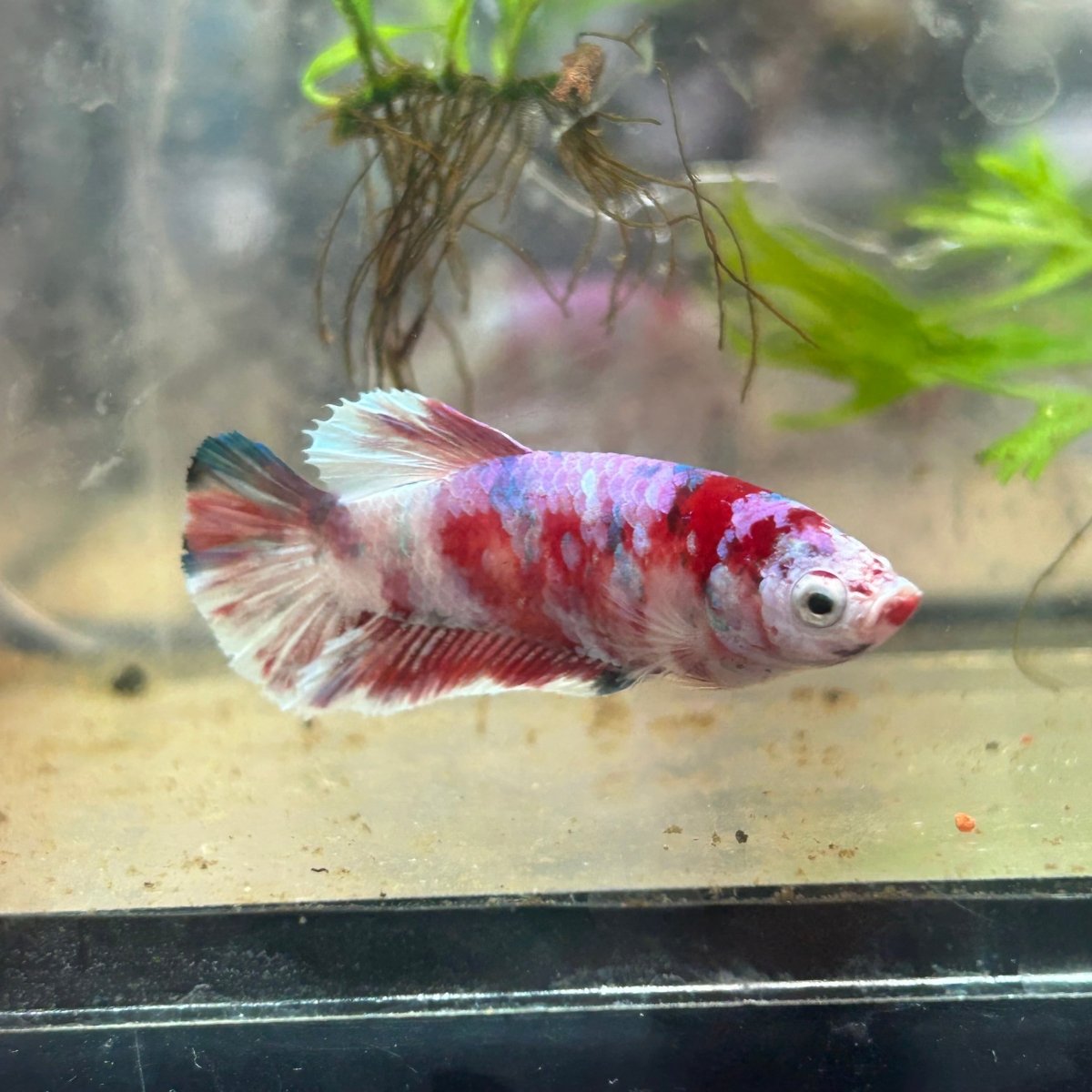 Female Betta Plakat Koi Red Snow 070