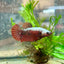 Female Betta Plakat Red Samurai