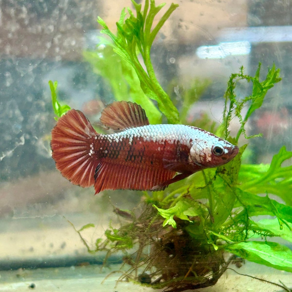 Female Betta Plakat Red Samurai