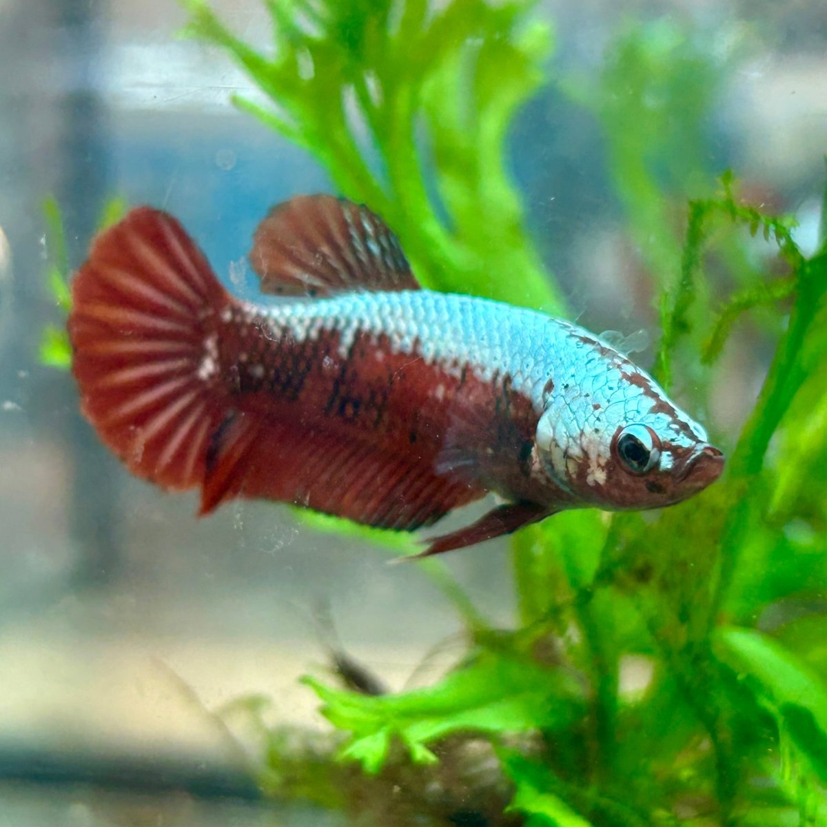 Female Betta Plakat Red Samurai